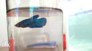Blue Female Betta Easily Breedable, ready to