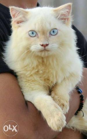 Blue eyes double coated male...pure breed...