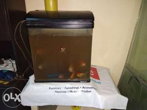 Boyu aquarium with 5-6 gold fish, 1 angel and