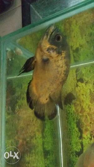 Brown And Gray Oscar Pet Fish