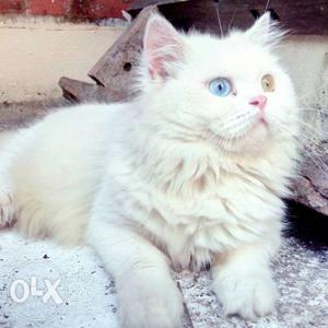 Cute Persian cat. different colour eye female