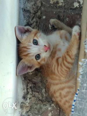 Cute baby kitten 1 month healthy located at mahim