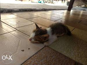 Cute baby kitten 1 month old ready to get adopted