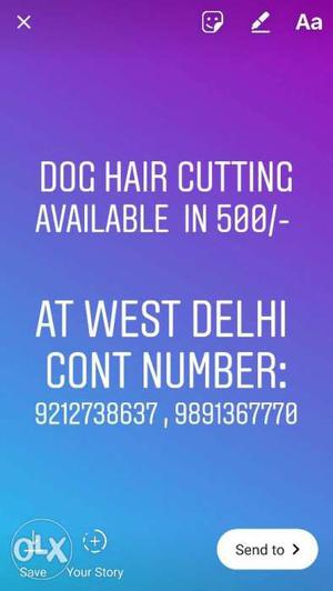 Dog hair cutting available in west Delhi..
