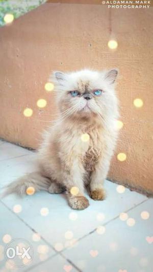 Extreme punch High quality Persian cat Imported