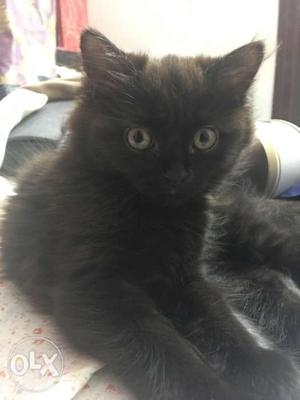 Female 3 months, doll face pure black persian.