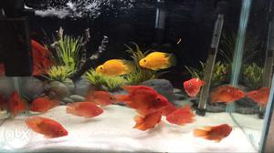 Fishes for aquariums available