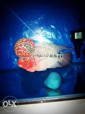 Flowerhorn