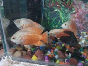 Four Orange Oscar Fish