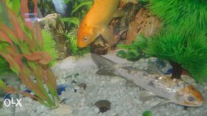 Gold fish pair only at 