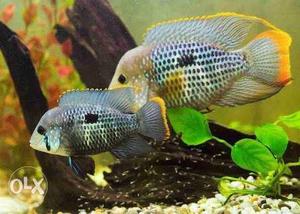 Green terror fish breeding pair available