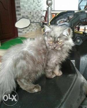 Grey Persian Cat... 3 months... very active...