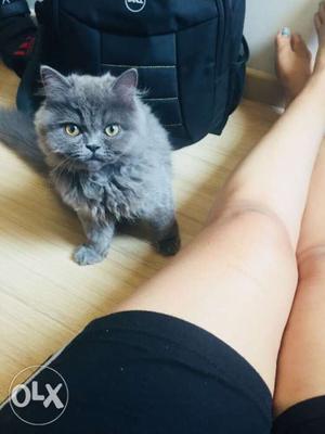 Grey persian cat. 4 months. Named under Gustavo.
