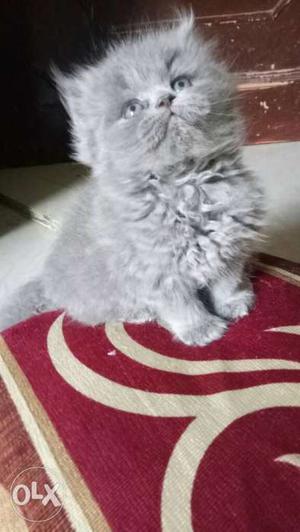 Grey persian cat kitten