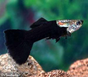 Half black, full black guppy fish males available