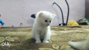 Heavy Bone persian kittens available at low price