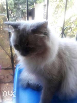 Hi it is Himalayan male cat only 8 mths old very