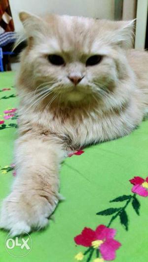 Hi my Persian cat proven male 2year old healthy