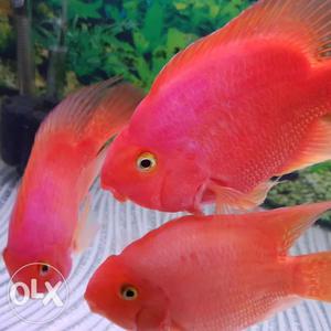 High quality and good maintain red parot fish