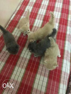 Kittens for sale