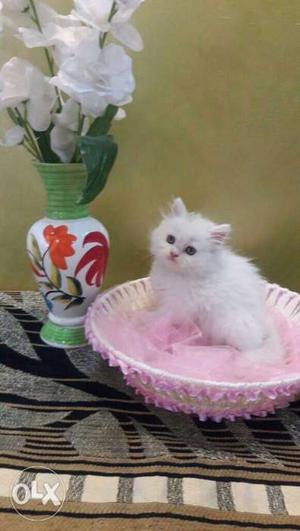 Long coated fur healthy persian cats sale all