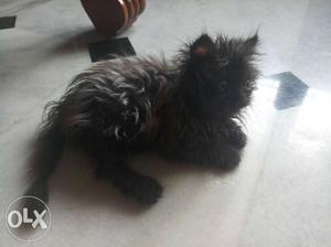 Long-fur Black Kitten