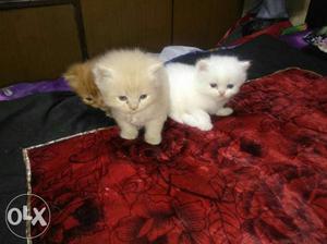 Long-fur White And Brown Kittens