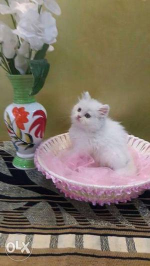 Long fur healthy persian cats