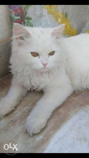 Male Persian for sale quite