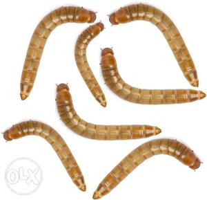 Mealworm[live]