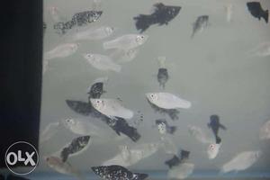 Molly fish for sale 40 pair