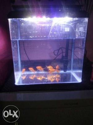 New fish tank... buying in few days ago...8 pair