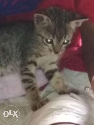 One month kitten looking for good house no cost
