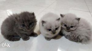 PURE BREED blue eyed Persian cat kitten