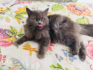 Persian breed doll face female grey 1.4 years old