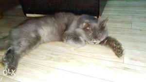 Persian cat 9 months old male