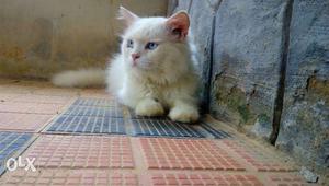 Persian cat blue eyed 1.5years pure white