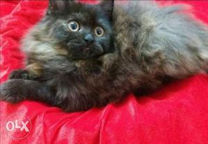 Persian kittens female 5month old