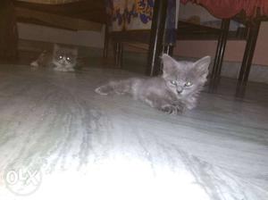 Persian kittens show quality