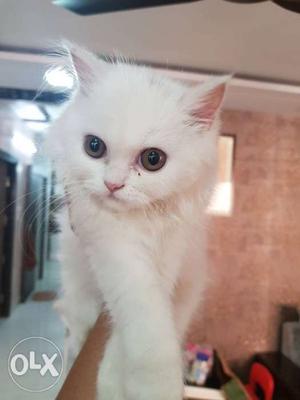 Persian white cat...jst 2 month