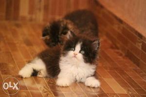 Persion cat, semi punch, goldish black n white,