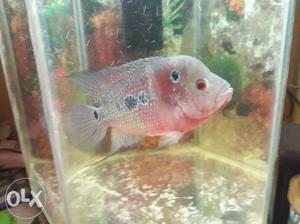 Pink And Grey Flowerhorn Fish
