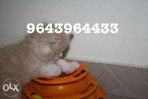 Pure Lineage Persian Kittens for Sale