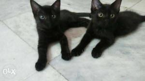 Pure black persian kittens very playfull