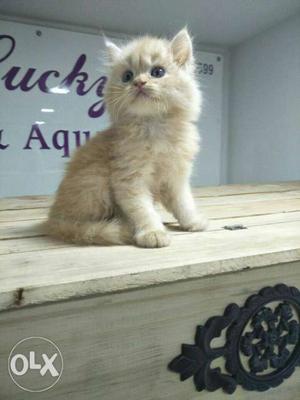 Pure breed Persian kittens available all original