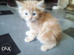 Pure doll face Persian kitten 1month 15 days old