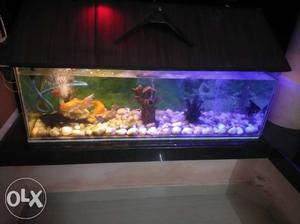 Rectangular Black Wooden Framed Fish Tank