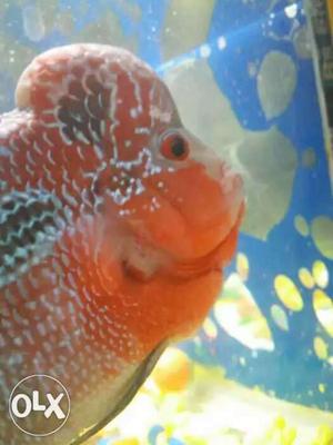 Red And Beige Flowerhorn Cichlid Fish