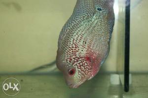 Red And White Flowerhorn Cichilid
