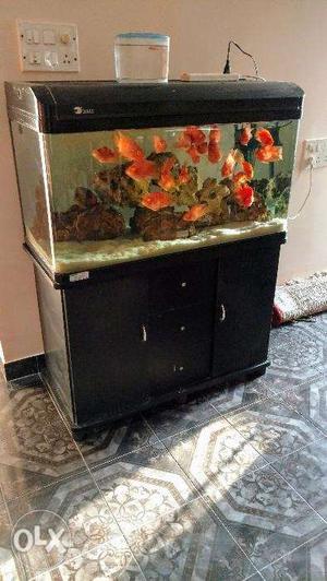 Rs Electricals 3 Feet Aquarium Tank With 25 ParrotFish For